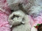 Ragdoll kittens Due July - Ragdoll Kitten For Sale - Mosier, OR, US