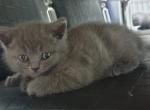 Barbara - Scottish Straight Kitten For Adoption - Chicago, IL, US