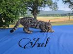 Axel  Ready Now - Bengal Kitten For Sale - Needmore, PA, US