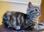 Fluffy - Bengal Kitten For Sale - 