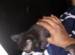 Love - American Shorthair Kitten For Sale - Collingdale, PA, US