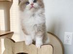 Simba - Ragdoll Kitten For Adoption - Chicago, IL, US