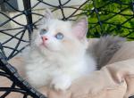 Snow - Ragdoll Kitten For Adoption - Chicago, IL, US