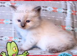 Treecko of Pokemon Ruby Edition - Siberian Kitten For Sale - Tampa, FL, US