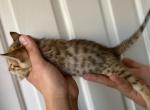 Zara - Savannah Kitten For Adoption - NE, US
