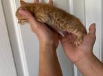 Lannie - Savannah Kitten For Adoption - NE, US