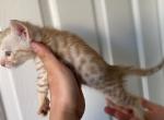 Doja - Savannah Kitten For Adoption - NE, US