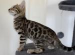 Talon - Bengal Kitten For Sale - Calimesa, CA, US
