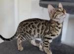 Willow - Bengal Kitten For Sale - 