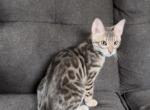 Drago - Bengal Kitten For Sale - Calimesa, CA, US