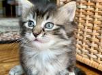Fluffy Girl - Maine Coon Kitten For Sale - Atlanta, GA, US