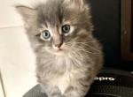 Puffy Boy - Maine Coon Kitten For Sale - Atlanta, GA, US