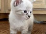Lynx Siamese Boy - Domestic Kitten For Sale - Atlanta, GA, US