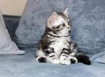 Tiffany butterfly tabby black silver marbled girl - American Shorthair Kitten For Sale - CA, US