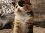 Cali - Maine Coon Kitten For Sale - Gregory, MI, US