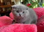 Mimi - Scottish Fold Kitten For Sale - 