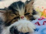 Tinkerbell - Persian Kitten For Sale - West Palm Beach, FL, US