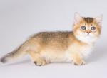 Tirolit munchkin standard golden ticked short leg - Munchkin Kitten For Sale - TX, US