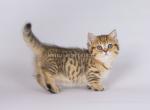 Cheetah cub Turmalin short leg munchkin standard - Munchkin Kitten For Sale - CA, US