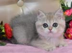 Polina - British Shorthair Kitten For Sale - Miami, FL, US