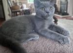 British male on SALE - British Shorthair Kitten For Sale - Huntington, NY, US