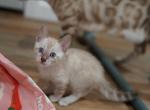 Siopao x Jacko - Bengal Kitten For Sale - 
