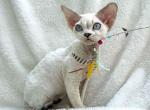 Oscar - Devon Rex Kitten For Sale - Pembroke Pines, FL, US