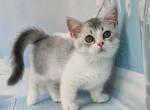 Nastya short legs munchkin standard silver bicolor - Munchkin Kitten For Sale - CA, US