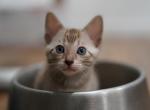 TICA registered - Bengal Kitten For Sale - 
