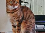 BEAUTIFUL BENGAL FEMALE - Bengal Cat For Sale - Highland, CA, US