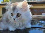 Wolfe - Scottish Straight Kitten For Sale - Citrus Heights, CA, US