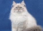 Simon - Siberian Kitten For Sale - 