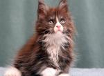 Xmaxy Polydactyl - Maine Coon Kitten For Sale - Houston, TX, US