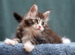 Xantio Polydactyl - Maine Coon Kitten For Sale - Houston, TX, US