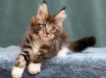 Xelon - Maine Coon Kitten For Sale - Houston, TX, US