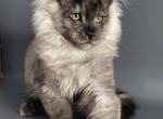 Quantum - Maine Coon Kitten For Sale - Boston, MA, US
