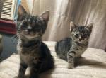 Katie - Domestic Kitten For Adoption - Monessen, PA, US