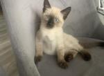 pedro - Siamese Kitten For Sale - Mount Prospect, IL, US