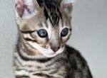 Jax - Bengal Kitten For Sale - Everett, WA, US