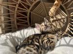 Minnie - Bengal Kitten For Sale - Everett, WA, US