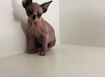 Merlin  Mila X Santiago - Sphynx Kitten For Sale - Andover, CT, US