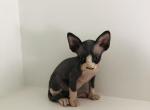 Adir  Mila X Santiago - Sphynx Kitten For Sale - Andover, CT, US