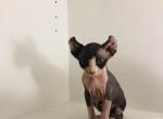 LingLing  Mila X Santiago - Sphynx Kitten For Sale - Andover, CT, US