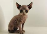 Kodi  Mila X Santiago - Sphynx Kitten For Sale - Andover, CT, US