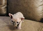 Max   Luna X Santiago - Sphynx Kitten For Sale - Andover, CT, US