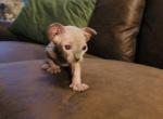 Bella   Luna X Santiago - Sphynx Kitten For Sale - Andover, CT, US