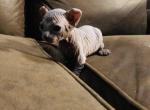 Vasha  Luna X Santiago - Sphynx Kitten For Sale - Andover, CT, US