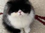 ALEX - Persian Kitten For Sale - 