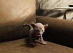 Sonia  Luna X Santiago - Sphynx Kitten For Sale - Andover, CT, US