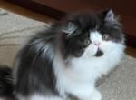 MAXIM - Persian Kitten For Sale - IL, US